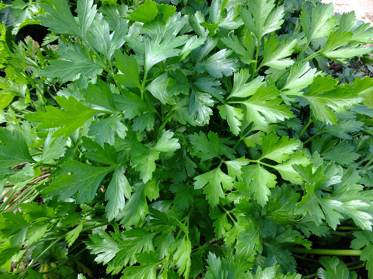 Combien de temps vivent les plantes ?