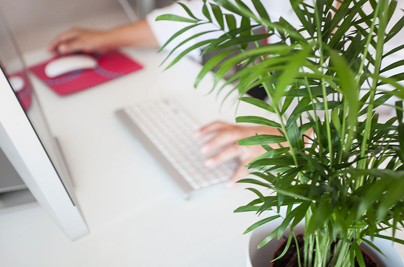 plante-verte_bureau