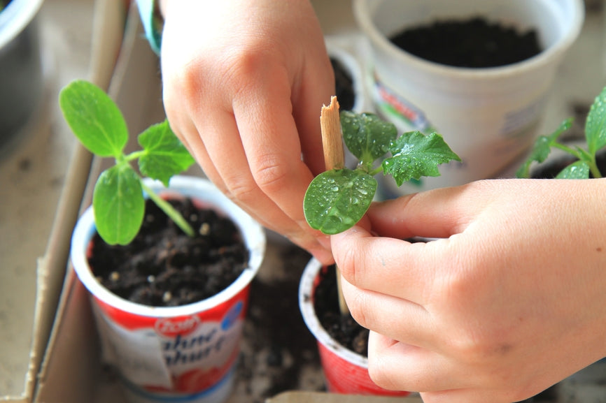 plantes en pot