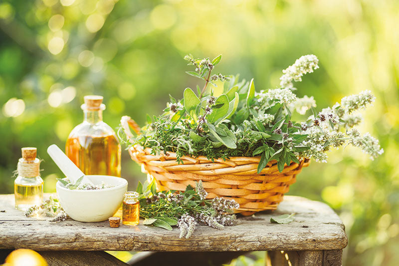plantes-utiles-systeme-immunitaire