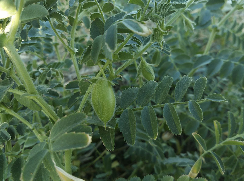 En février, préparez les semis de pois chiche !