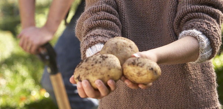 pomme de terre enfant potager detail