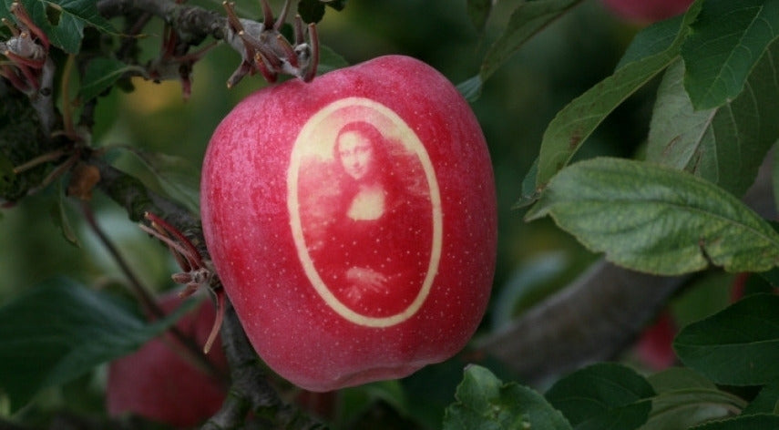 Des pommes tatouées pour croquer original !