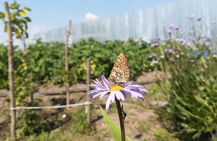 Jardin de France #11 le potager fleuri de Saint-Jean de Beauregard