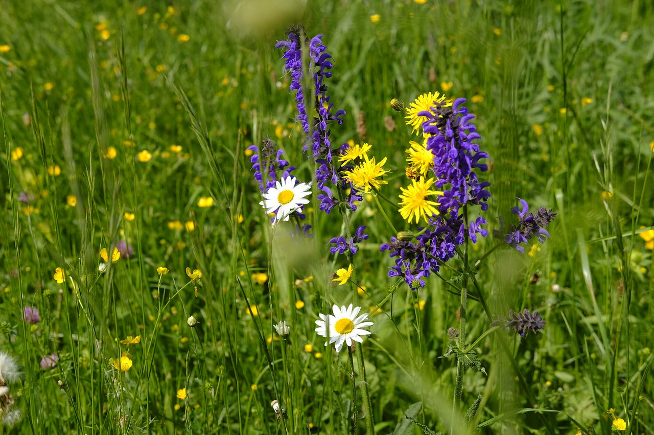 Le secret d'une belle prairie fleurie