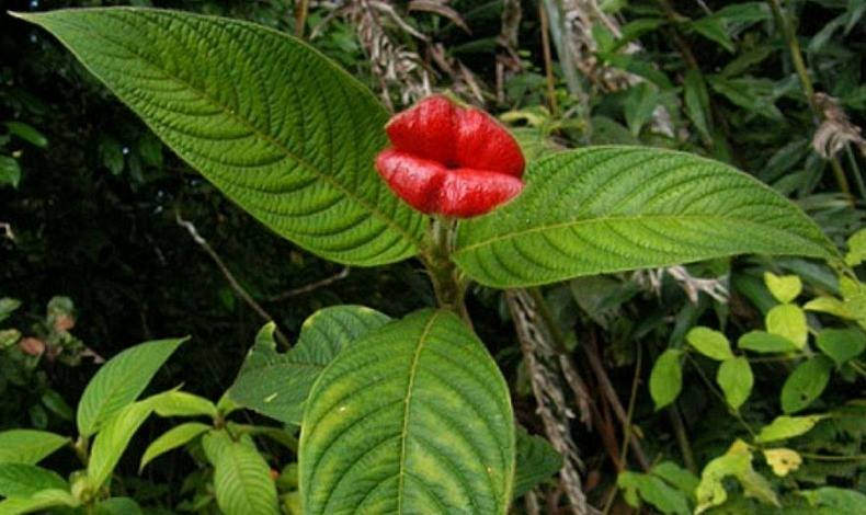 Incroyable végétal #6 Psychotria elata