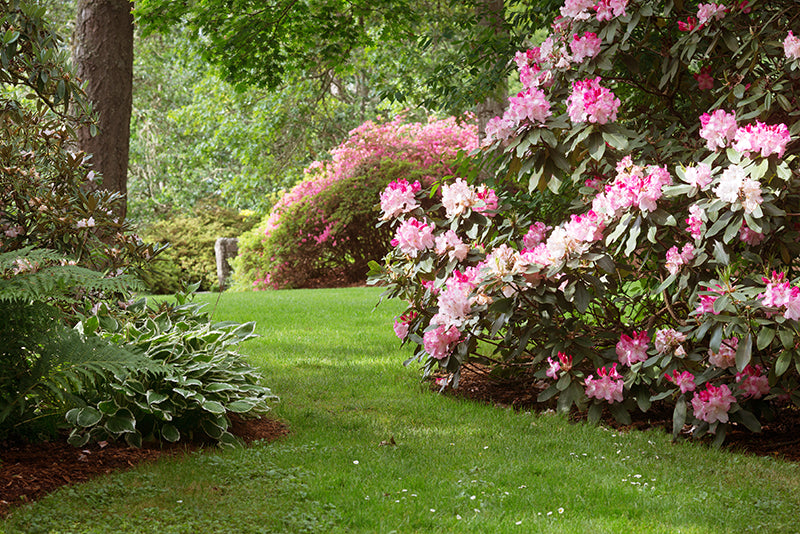 rhododendrons