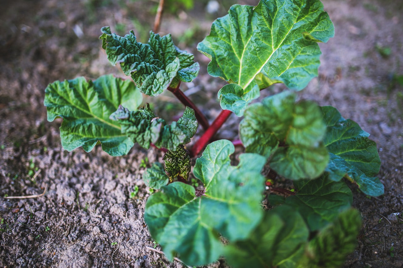 Le purin de rhubarbe, arme anti-insectes