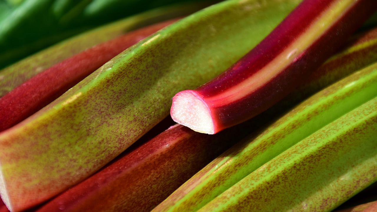 En novembre, dernière chance de planter la rhubarbe