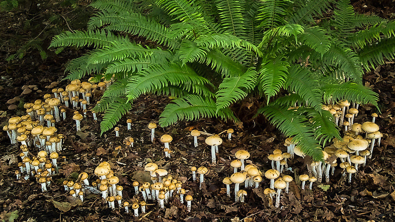 Mystère de la Nature : les ronds de sorcière