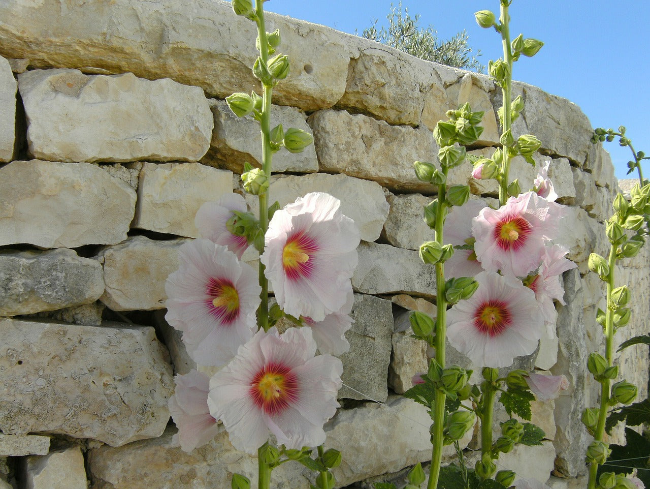 En août, on prend grand soin de la rose trémière