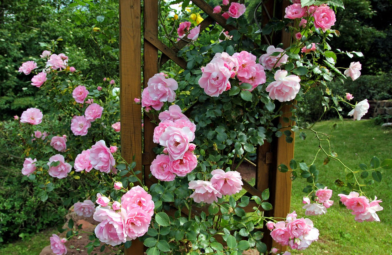 En juin, les rosiers s'épanouissent au jardin
