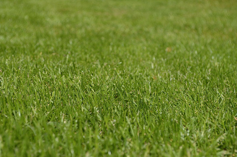 Technique de jardinage : le tallage de la pelouse