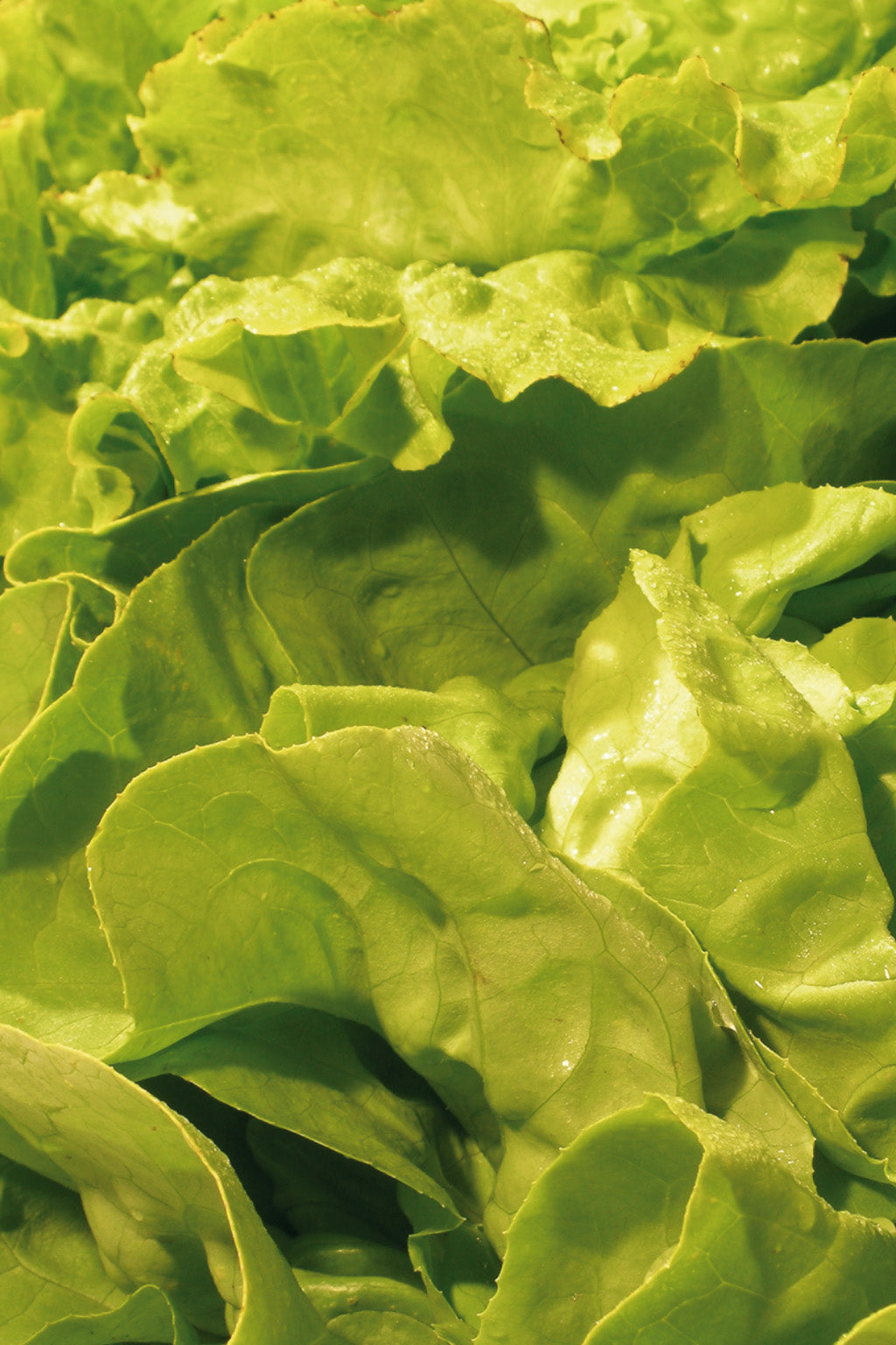 salade