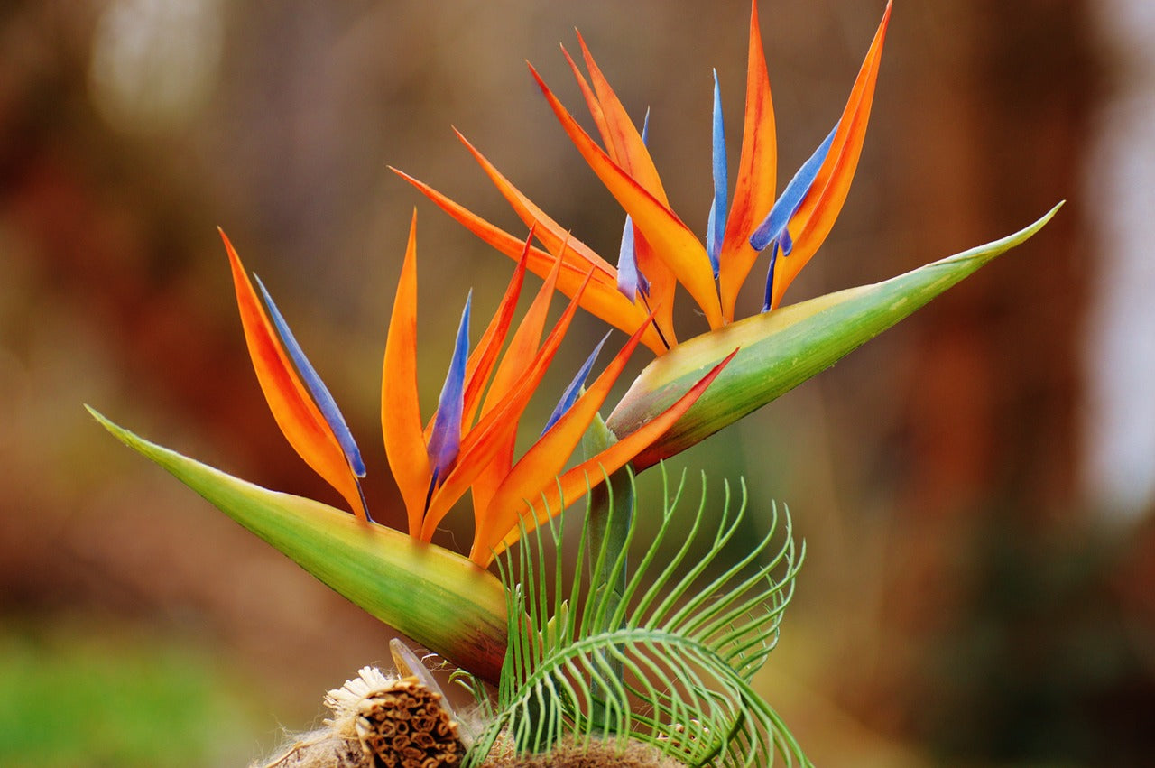 Incroyable végétal #7 Strelitzia reginae