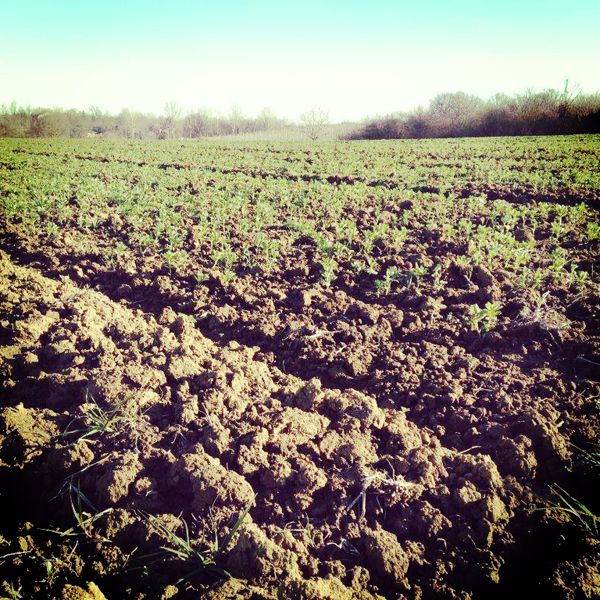 terre labouree