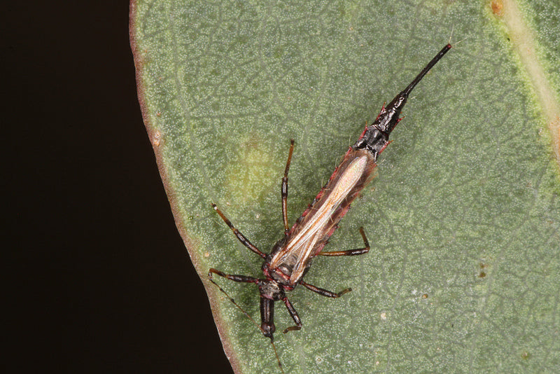 Comment se débarrasser des thrips au jardin?