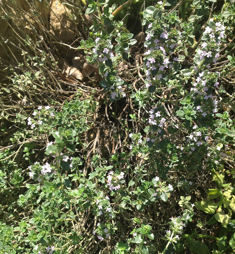 thym en fleurs