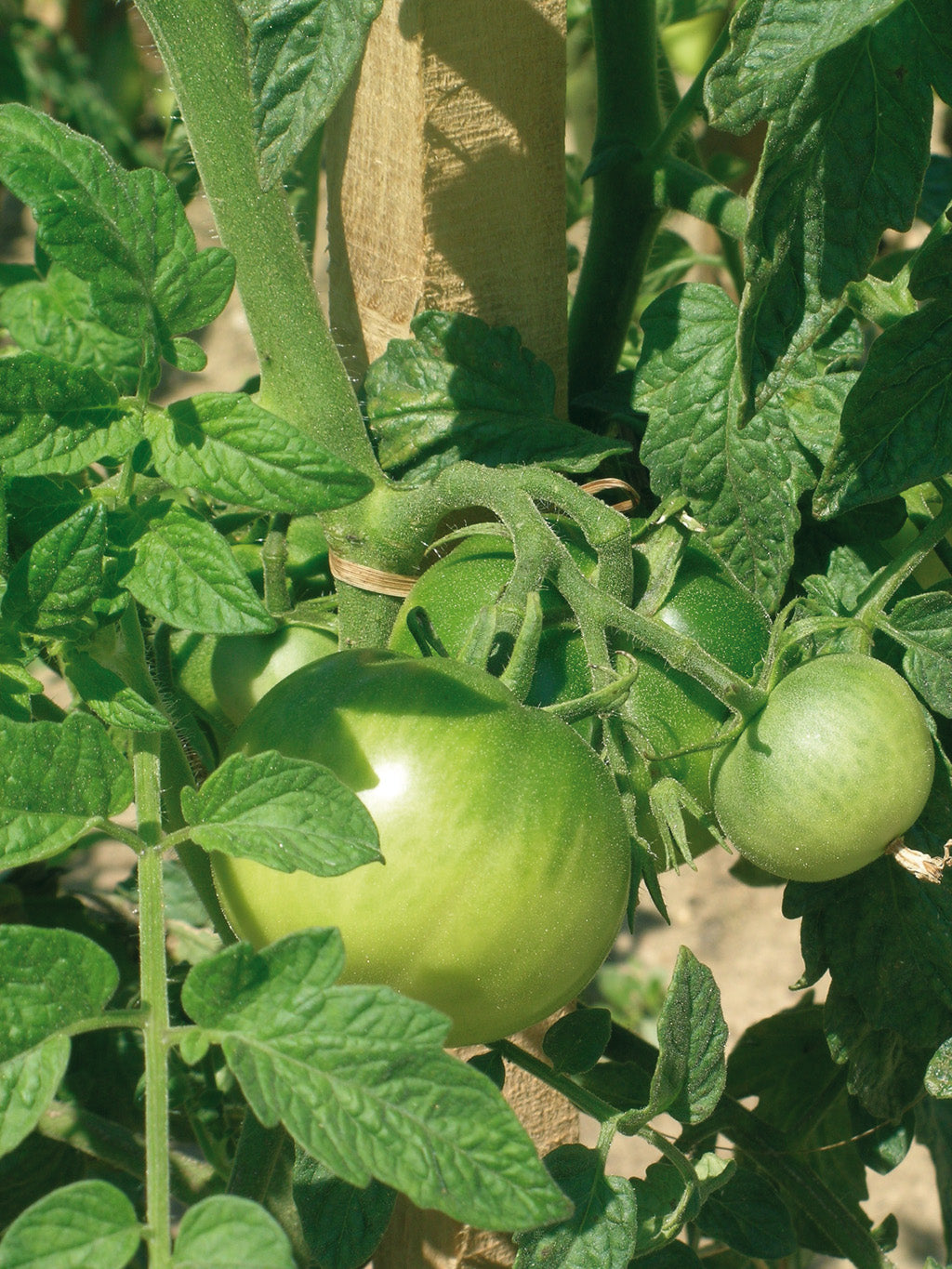 tomate pas mure verte