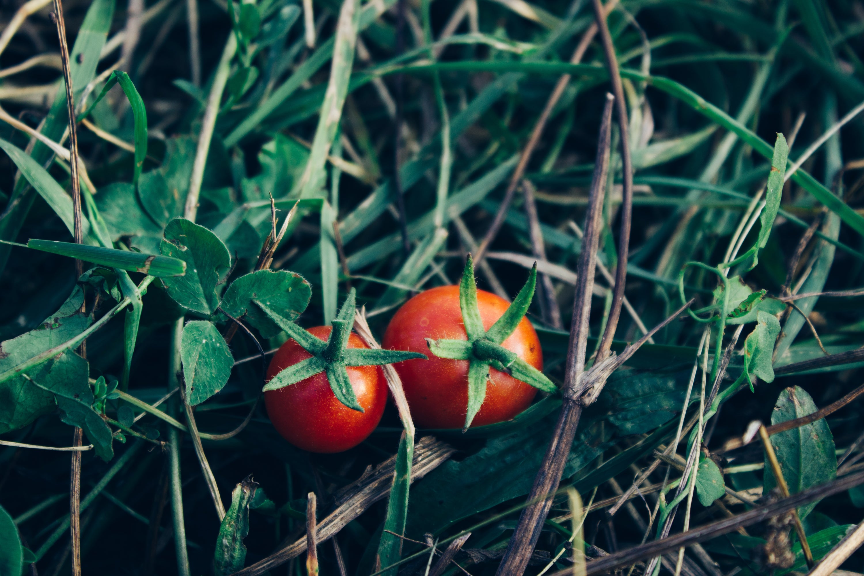 DIY Fabriquer un tuteur à tomates