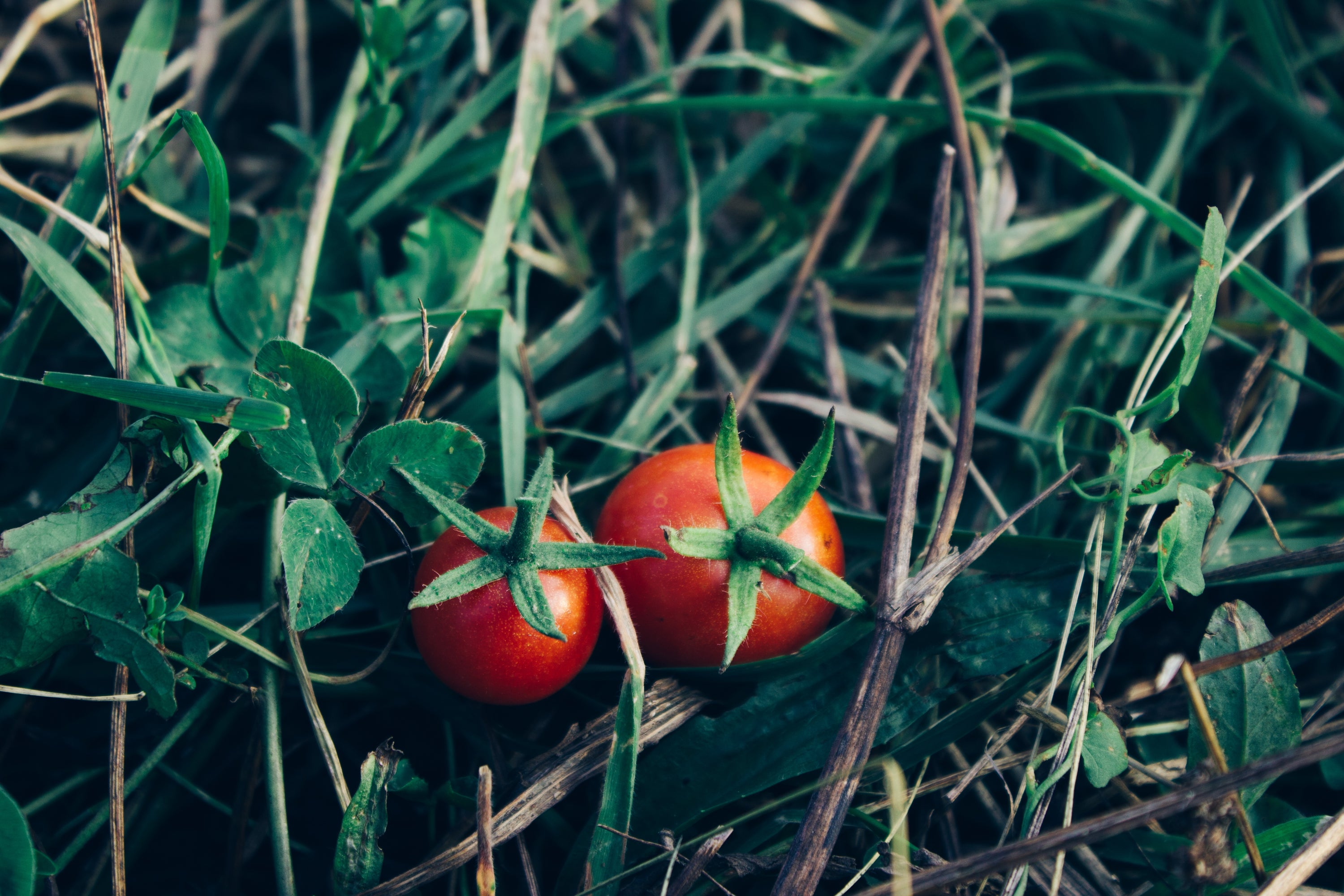 Les nématodes, des vers auxiliaires dans le jardin ?