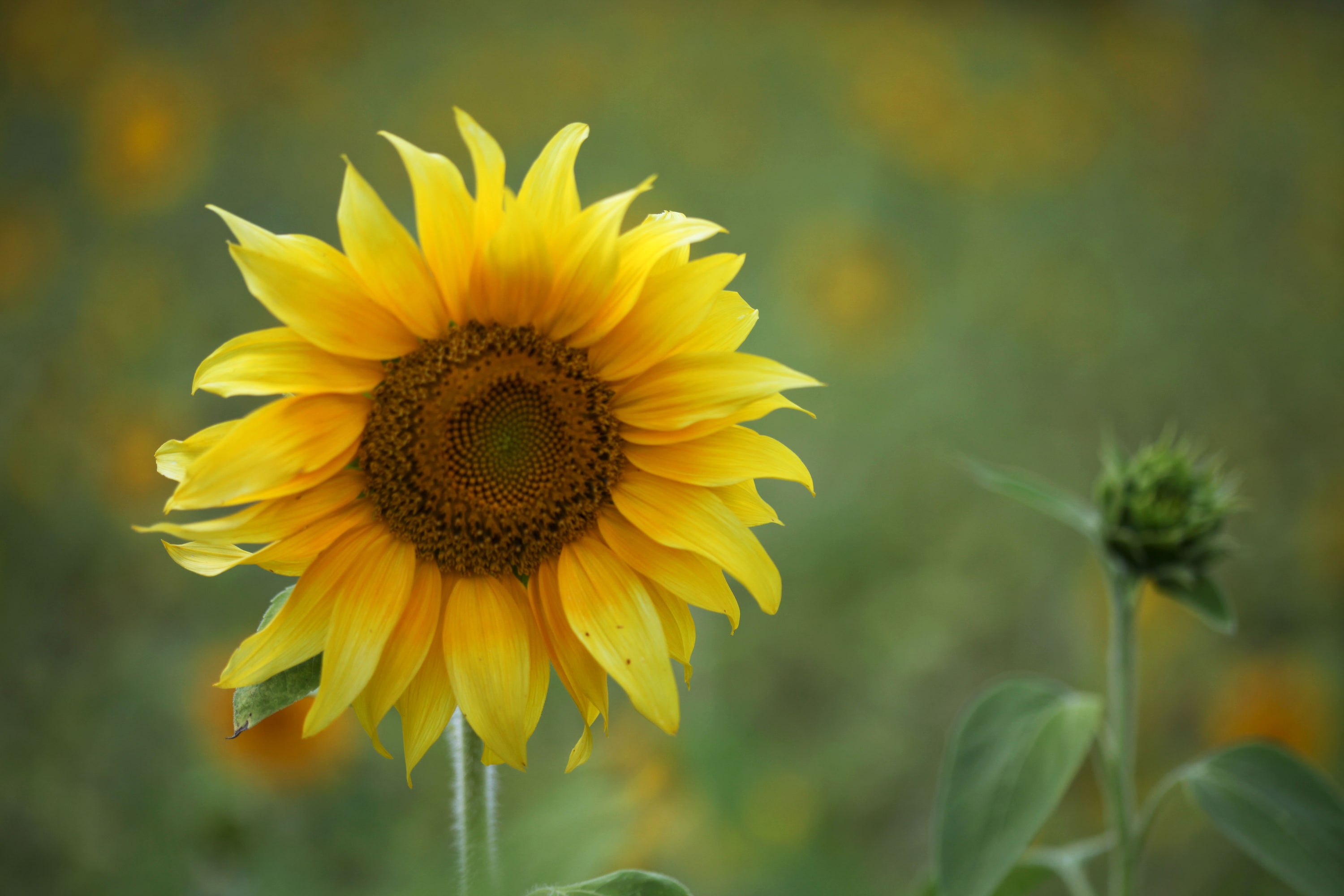 Les secrets du tournesol