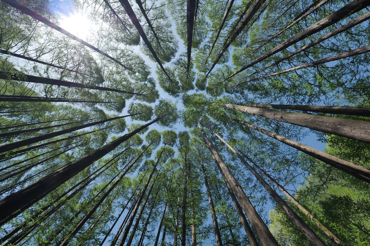 Les forêts du monde, un héritage vital à protéger