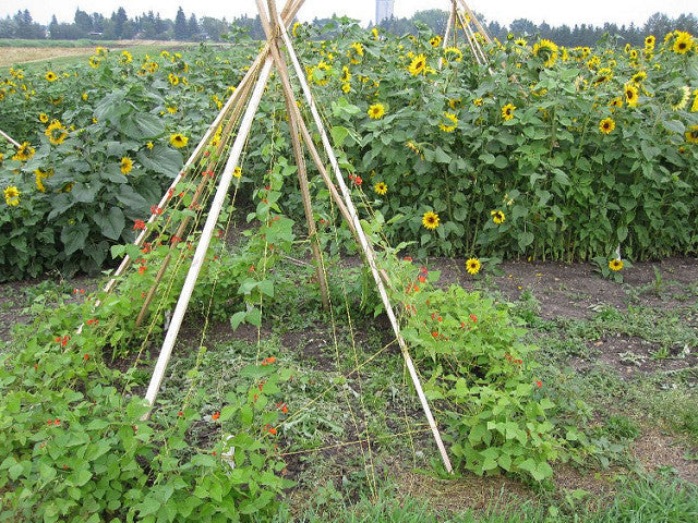 DIY jardinage : construire un tuteur tipi