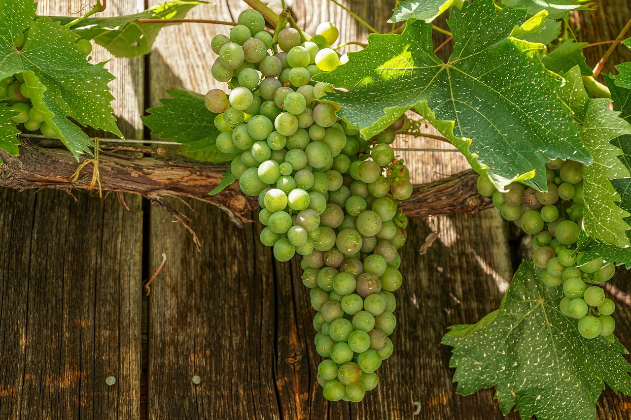 Comment lutter contre la chlorose ferrique ?