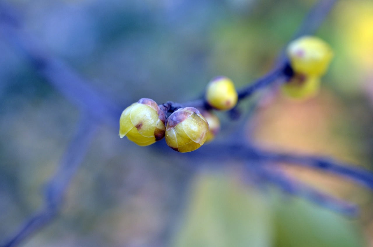 En décembre, le chimonanthe démarre sa floraison hivernale