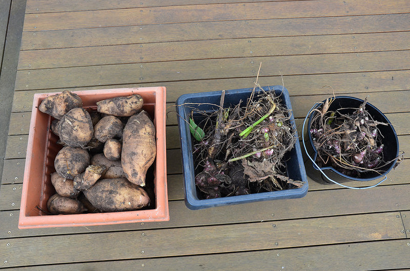 À la découverte du yacon, la poire de terre